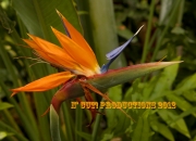 birdofparadise2_1280x853