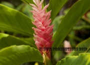 hawaiianginger1_1280x853